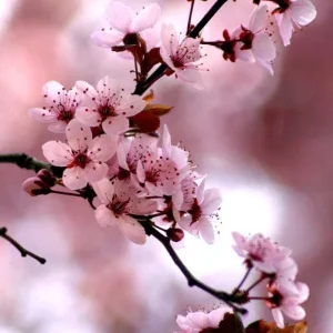شکوفه میرقصد از باد بهاری با صدای زن