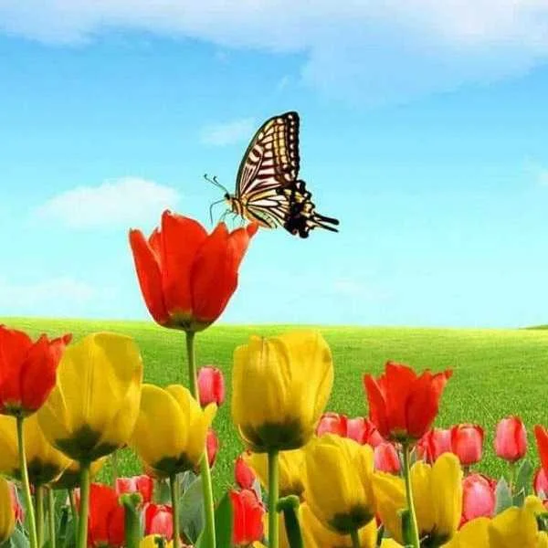 دانلود آهنگ فرشته غریبه