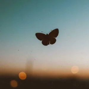پروانه چی میشه